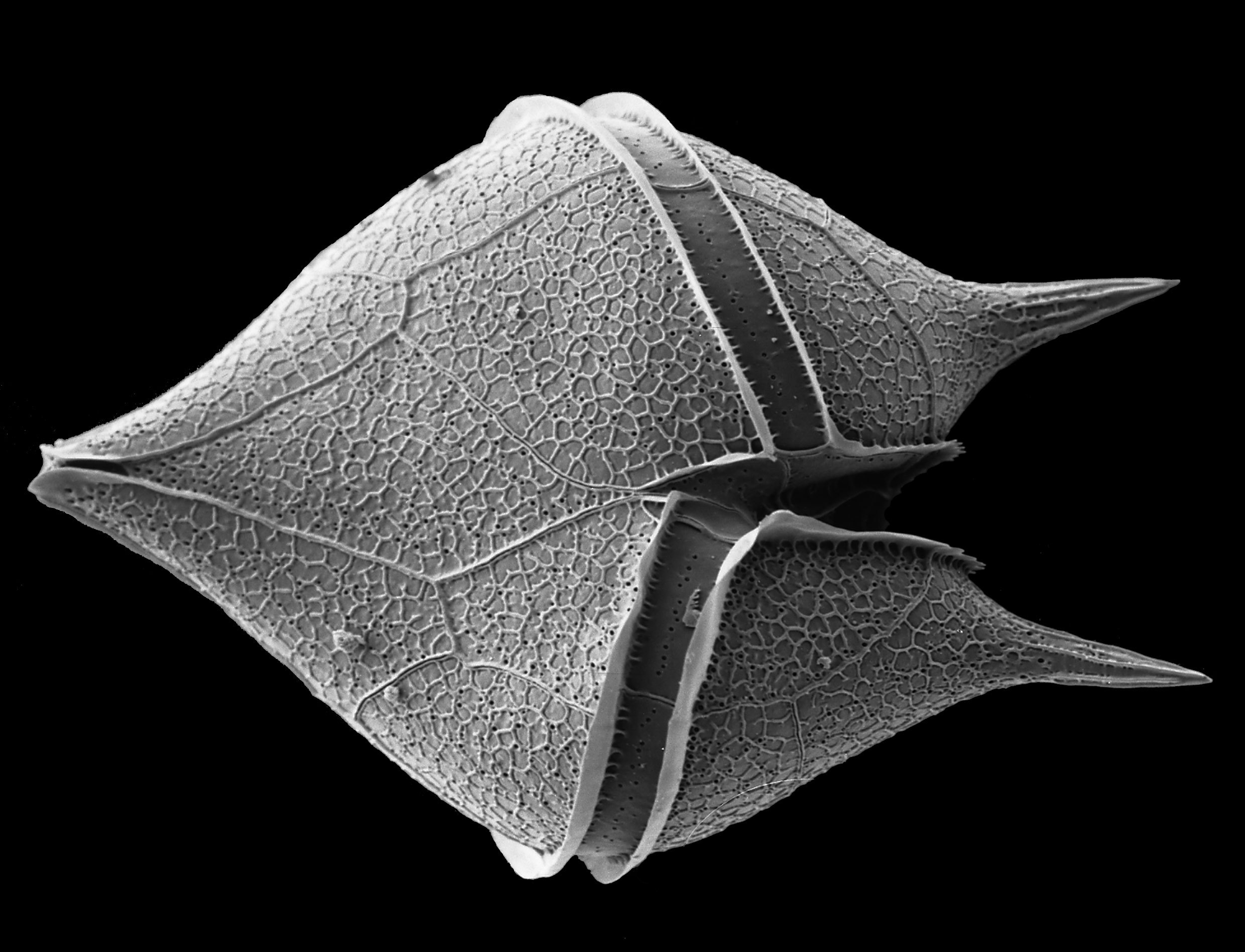 Представитель Семейства Protoperidiniaceae